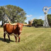 Front view of Texas longhorn