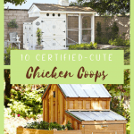 A sleek white chicken coop beside a rustic wood chicken coop with a ramp and several floors