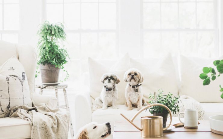 living room white with dogs