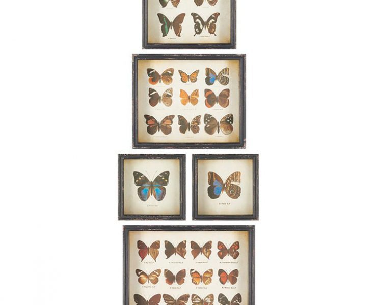 An assortment of framed, vintage-inspired butterfly sketches in different sizes.