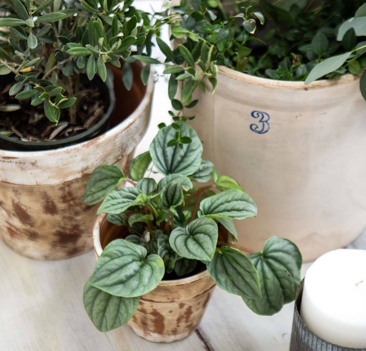 Indoor plants in vessels on a table
