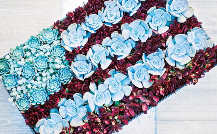 American flag shaped DIY succulent art arrangement