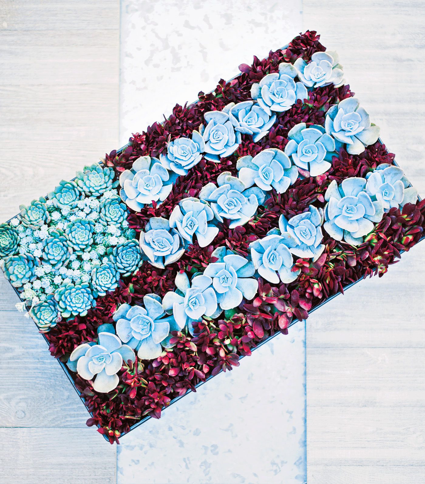 American flag shaped DIY succulent art arrangement