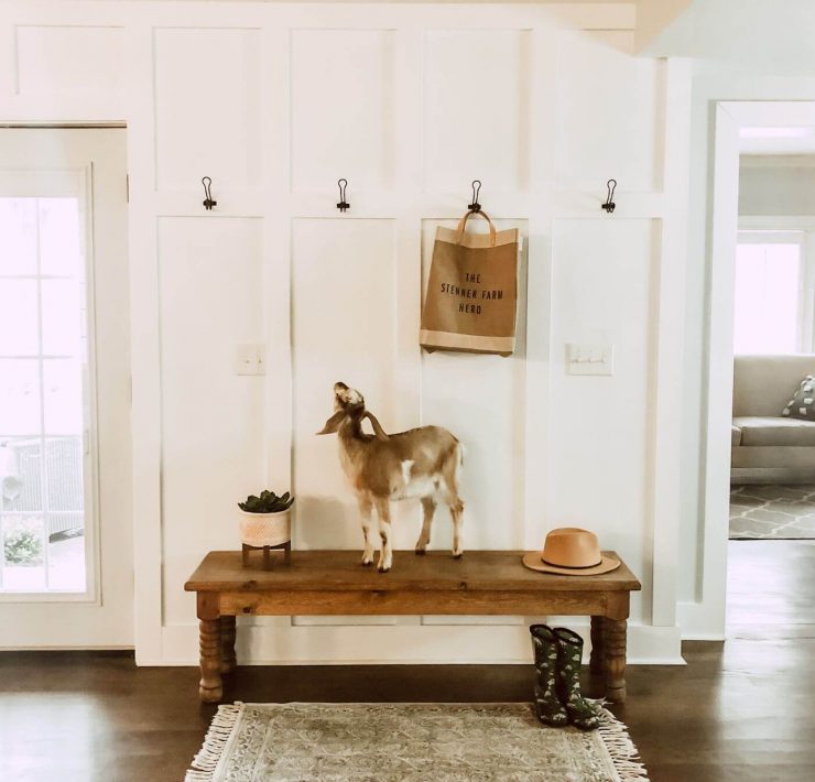 A baby goat looks up at the complete board and batten mudroom wall