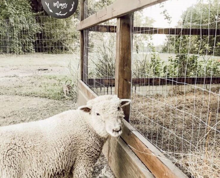 A babydoll sheep stands beside a fence looking back at the hobby farm.