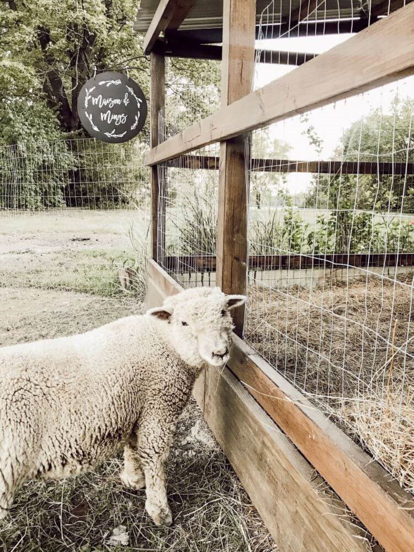 A babydoll sheep stands beside a fence looking back at the hobby farm.