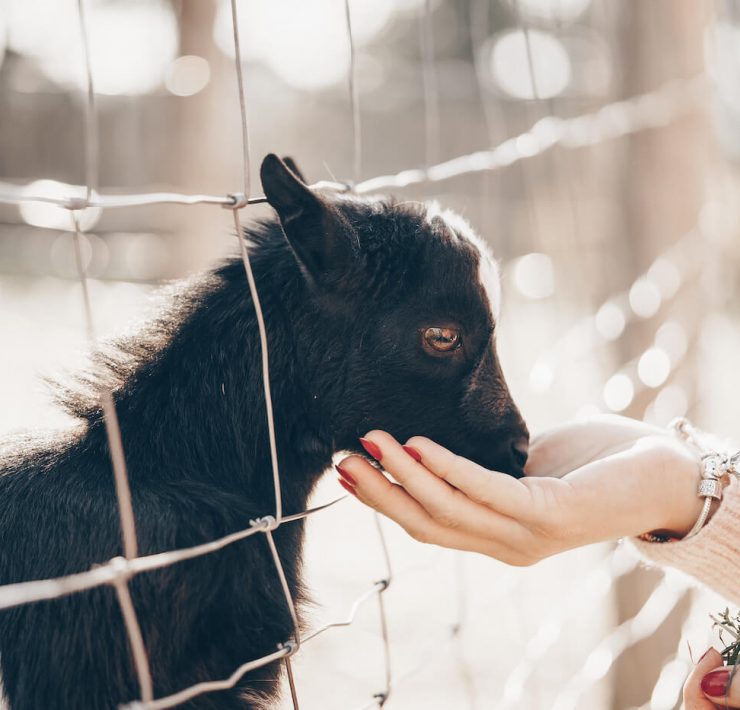 Woman feeding baby goat through fence