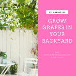 Backyard grapevines with text