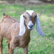 homesteading raising goats