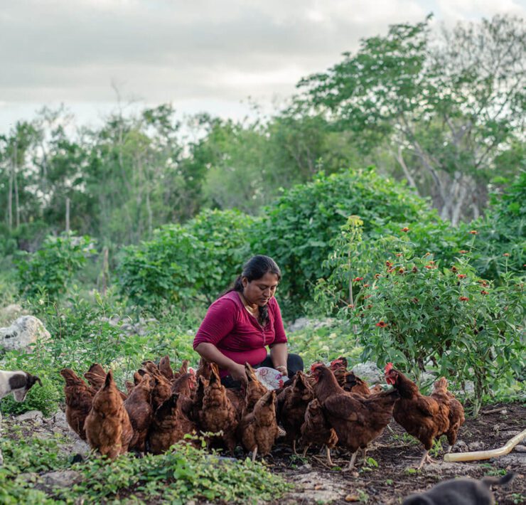 Woman with chickens and goat in a garden, by Heifer International