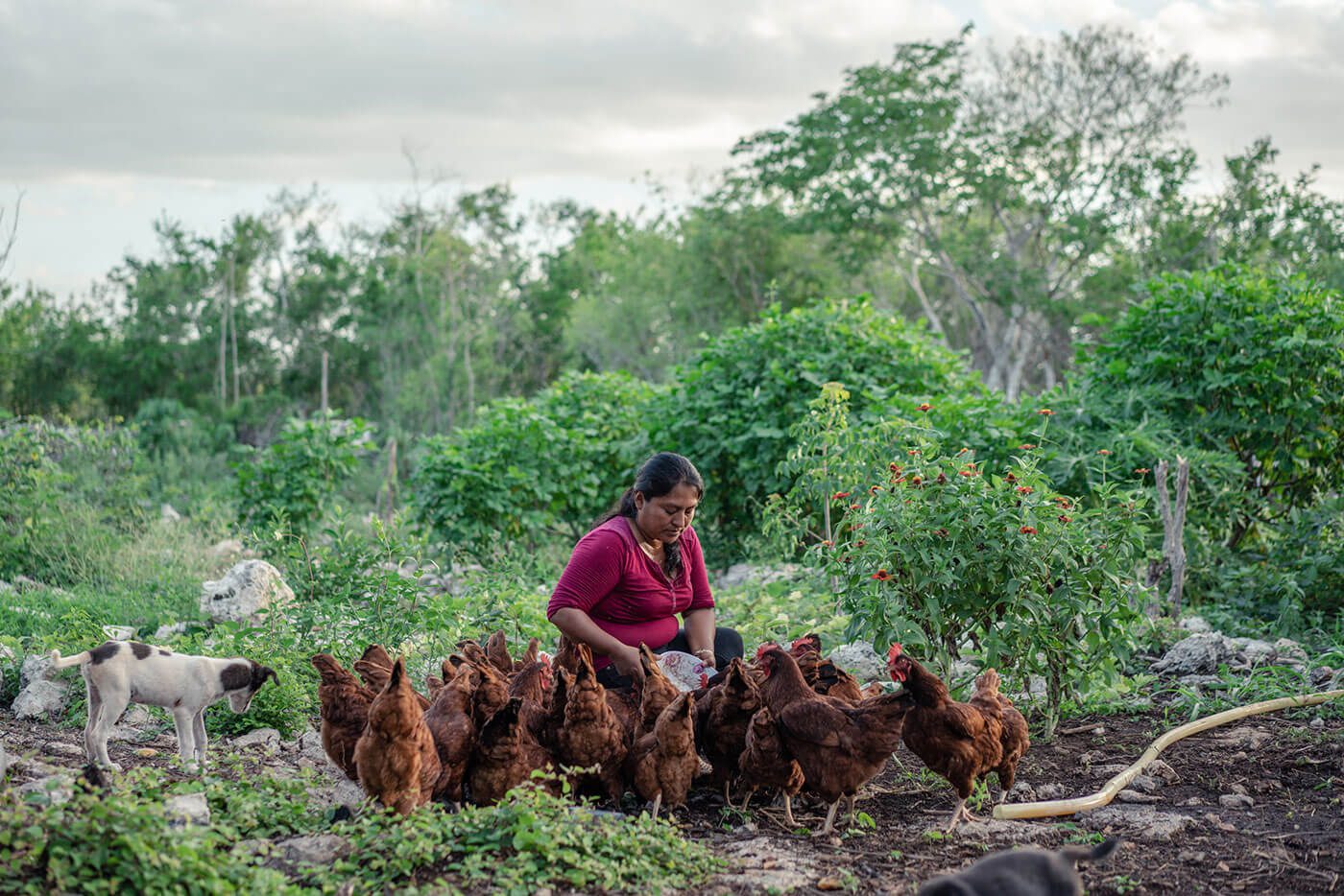 Woman with chickens and goat in a garden, by Heifer International