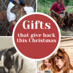 Pictures of people with goats and Heifer International catalog with text