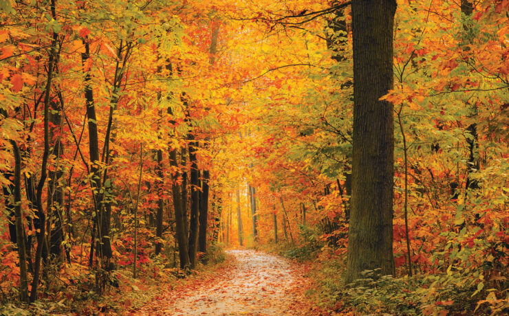 fall forest